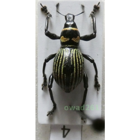 Metapocyrtus hirakui Cabras, Medina & Bollino, 2021 male Philippines4